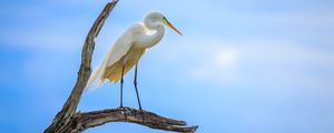 Preview wallpaper heron, bird, branches, clouds, sky, animal