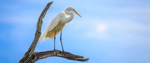 Preview wallpaper heron, bird, branches, clouds, sky, animal