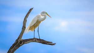 Preview wallpaper heron, bird, branches, clouds, sky, animal