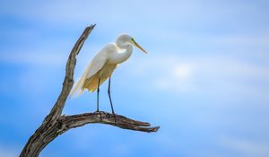 Preview wallpaper heron, bird, branches, clouds, sky, animal