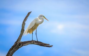 Preview wallpaper heron, bird, branches, clouds, sky, animal