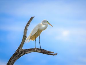 Preview wallpaper heron, bird, branches, clouds, sky, animal
