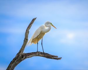 Preview wallpaper heron, bird, branches, clouds, sky, animal