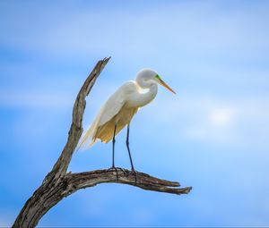 Preview wallpaper heron, bird, branches, clouds, sky, animal