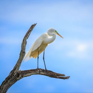 Preview wallpaper heron, bird, branches, clouds, sky, animal