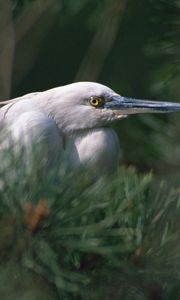 Preview wallpaper heron, bird, eyes, beak, herbs, bushes