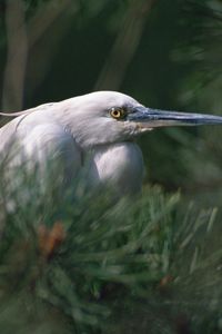 Preview wallpaper heron, bird, eyes, beak, herbs, bushes