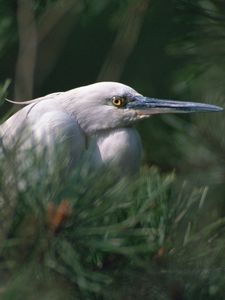 Preview wallpaper heron, bird, eyes, beak, herbs, bushes