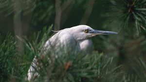 Preview wallpaper heron, bird, eyes, beak, herbs, bushes