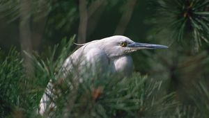 Preview wallpaper heron, bird, eyes, beak, herbs, bushes