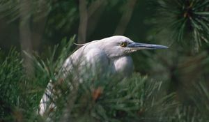 Preview wallpaper heron, bird, eyes, beak, herbs, bushes