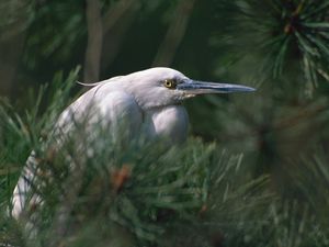 Preview wallpaper heron, bird, eyes, beak, herbs, bushes