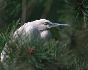 Preview wallpaper heron, bird, eyes, beak, herbs, bushes