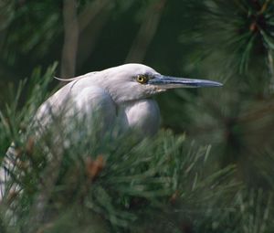 Preview wallpaper heron, bird, eyes, beak, herbs, bushes