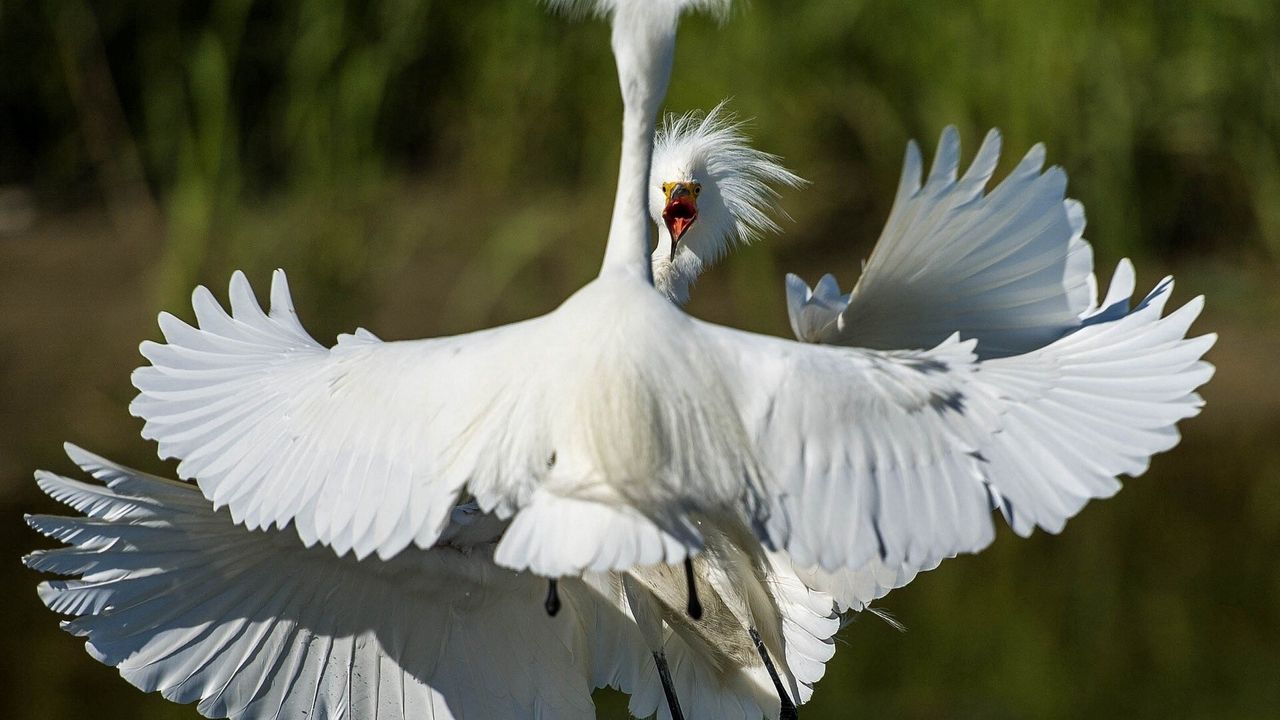 Wallpaper heron, bird, feathers, white