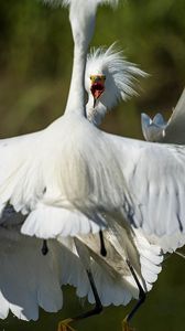 Preview wallpaper heron, bird, feathers, white