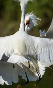 Preview wallpaper heron, bird, feathers, white