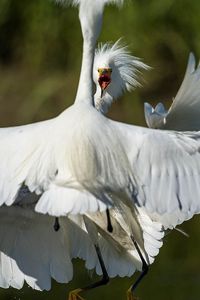 Preview wallpaper heron, bird, feathers, white