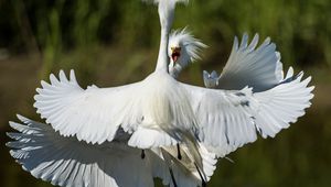 Preview wallpaper heron, bird, feathers, white