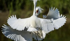 Preview wallpaper heron, bird, feathers, white