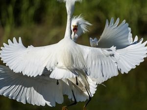 Preview wallpaper heron, bird, feathers, white