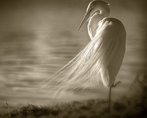 Preview wallpaper heron, bird, loneliness, swamps, black white