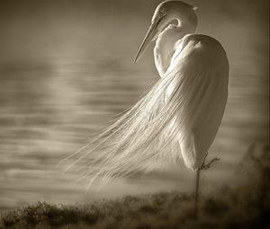 Preview wallpaper heron, bird, loneliness, swamps, black white
