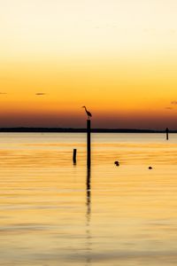 Preview wallpaper heron, bird, pilings, silhouettes, sea, sunset