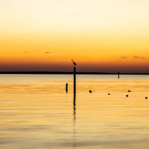 Preview wallpaper heron, bird, pilings, silhouettes, sea, sunset