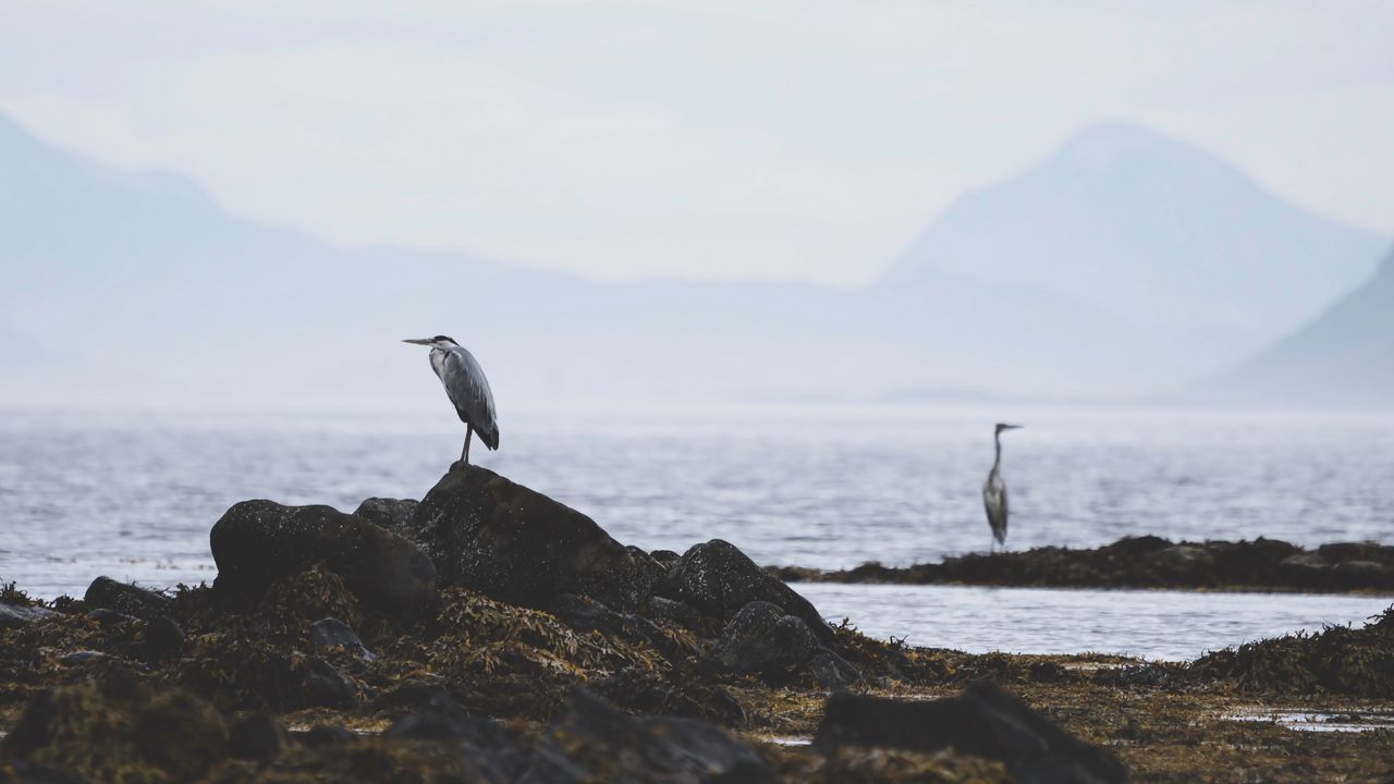 Wallpaper heron, bird, stones, coast, water