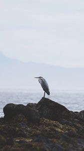 Preview wallpaper heron, bird, stones, coast, water