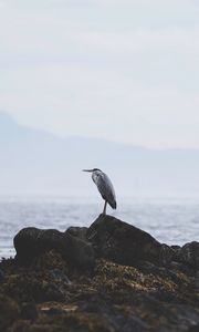 Preview wallpaper heron, bird, stones, coast, water