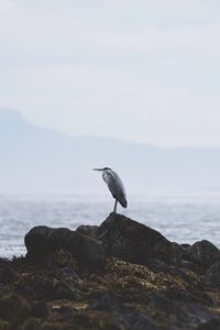 Preview wallpaper heron, bird, stones, coast, water