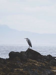 Preview wallpaper heron, bird, stones, coast, water