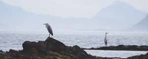 Preview wallpaper heron, bird, stones, coast, water