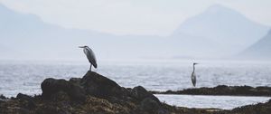 Preview wallpaper heron, bird, stones, coast, water