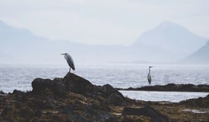 Preview wallpaper heron, bird, stones, coast, water