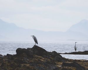 Preview wallpaper heron, bird, stones, coast, water