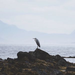 Preview wallpaper heron, bird, stones, coast, water