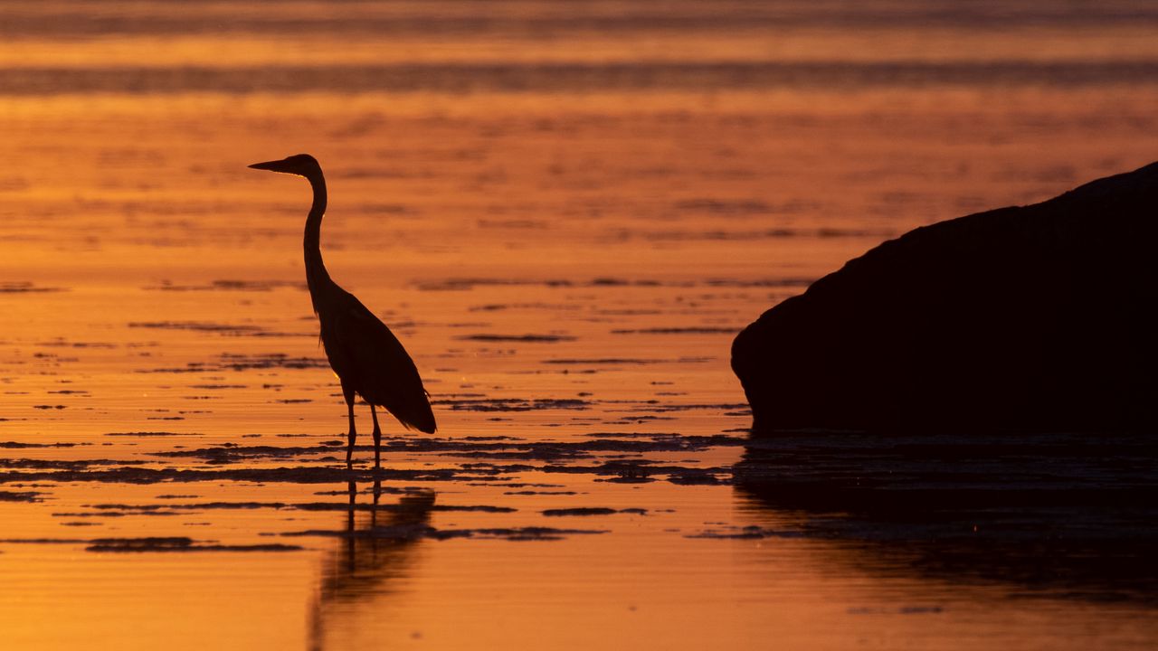 Wallpaper heron, bird, sunset, water