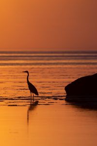 Preview wallpaper heron, bird, sunset, water