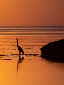 Preview wallpaper heron, bird, sunset, water