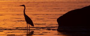 Preview wallpaper heron, bird, sunset, water