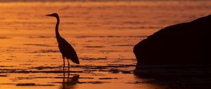 Preview wallpaper heron, bird, sunset, water