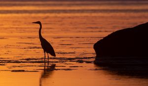 Preview wallpaper heron, bird, sunset, water