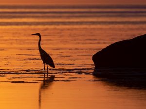 Preview wallpaper heron, bird, sunset, water