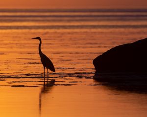 Preview wallpaper heron, bird, sunset, water