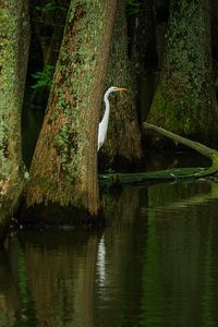 Preview wallpaper heron, bird, trees, water, pond