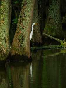 Preview wallpaper heron, bird, trees, water, pond