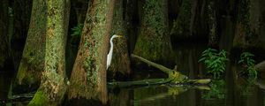 Preview wallpaper heron, bird, trees, water, pond